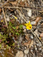 Erythranthe laciniata