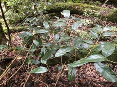 Elaeagnus grandifolia