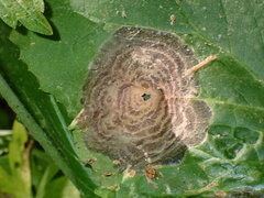 Cristulariella