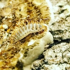 Arthropoda