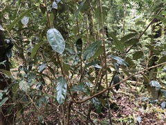Elaeagnus grandifolia
