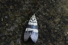 Heortia