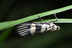 Heortia
