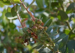Arctostaphylos glutinosa