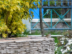 Zonotrichia capensis