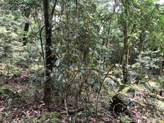 Elaeagnus grandifolia