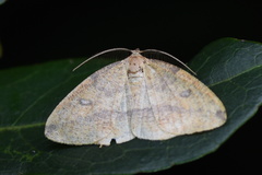 Heterolocha