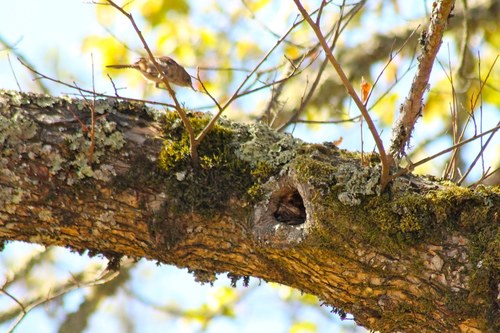 iNaturalist observation photo of Northern House Wren