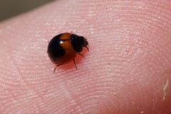 Exochomus subrotundus