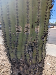 Carnegiea gigantea