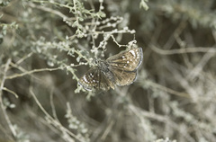 Hesperopsis libya