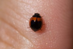 Exochomus subrotundus