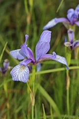 Iris prismatica