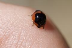 Exochomus subrotundus