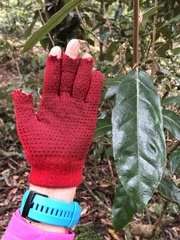 Elaeagnus grandifolia