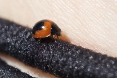 Exochomus subrotundus