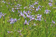 Iris prismatica