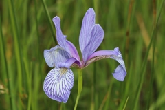 Iris prismatica