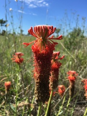 Pimelea decora