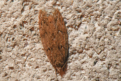 Semioscopis megamicrella