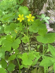 Oxalis illinoensis
