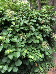 Hydrangea petiolaris