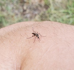 Psorophora longipalpus