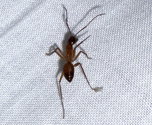 Camponotus image