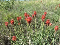 Pimelea decora