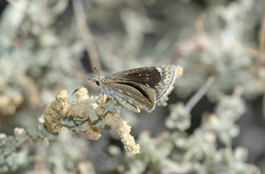 Hesperopsis libya