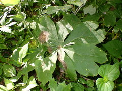 Cristulariella