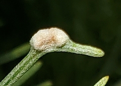 Aceria paracalifornica