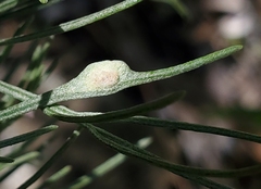 Aceria paracalifornica