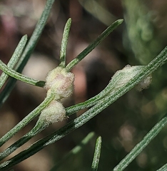 Aceria paracalifornica
