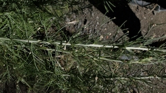 Aceria paracalifornica