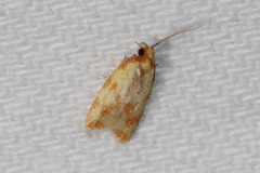 Sparganothis sulfureana