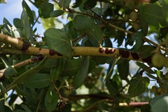 Arctostaphylos glutinosa