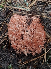 Ramaria rubripermanens
