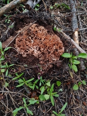Ramaria rubripermanens