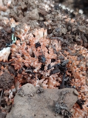 Ramaria rubripermanens