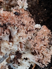 Ramaria rubripermanens