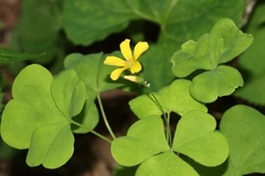 Oxalis illinoensis
