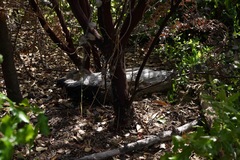 Arctostaphylos glutinosa