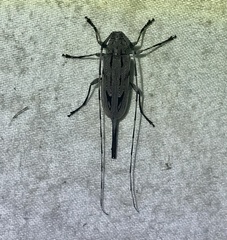 Acanthocinus nodosus