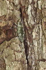 Texania campestris