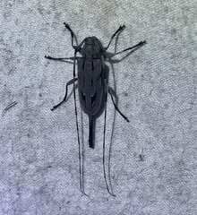 Acanthocinus nodosus