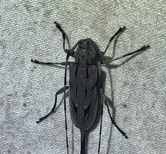 Acanthocinus nodosus