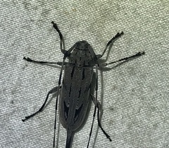 Acanthocinus nodosus