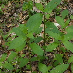 Stachys nuttallii