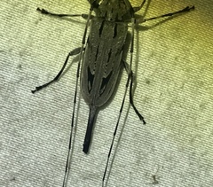 Acanthocinus nodosus